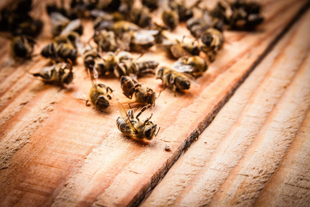 В Данковском районе зарегистрирована массовая гибель пчел