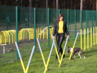 В Липецке оборудуют собачий парк 