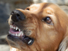 В Грязях агрессивная собака загрызла тойтерьера и напала на 15-летнюю девочку