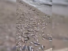 Массовую гибель рыбы в Матырском водохранилище связали с паразитами