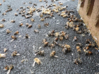 В Елецком районе вновь зафиксировали массовую гибель пчел