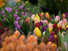 К Международному женскому дню для липчан откроют 26 площадок продажи цветов