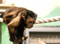 Липецкий зоопарк обзавелся редким приматом