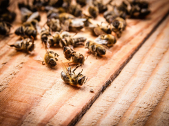 В Данковском районе зарегистрирована массовая гибель пчел