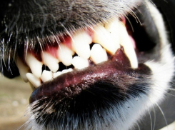 В Липецкой области снова зафиксировали нападение собак
