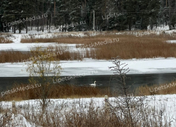 В Добровском районе остался зимовать лебедь