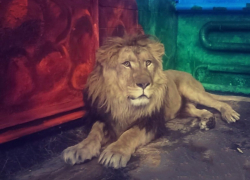 В липецком зоопарке появился новый житель - Принц