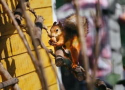 Сотрудники липецкого зоопарка приглашают поучаствовать в сборе фруктов-овощей для животных