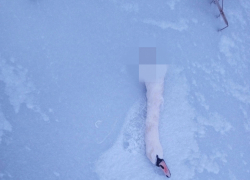 Погиб оставшийся на зимовку в Измалковском районе лебедь