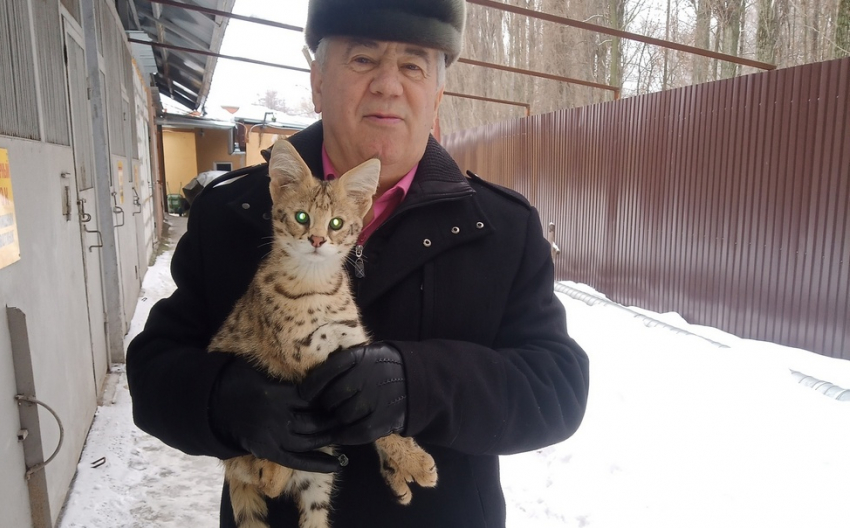 Конфискованные таможенниками котята редких пород обосновались в Липецке