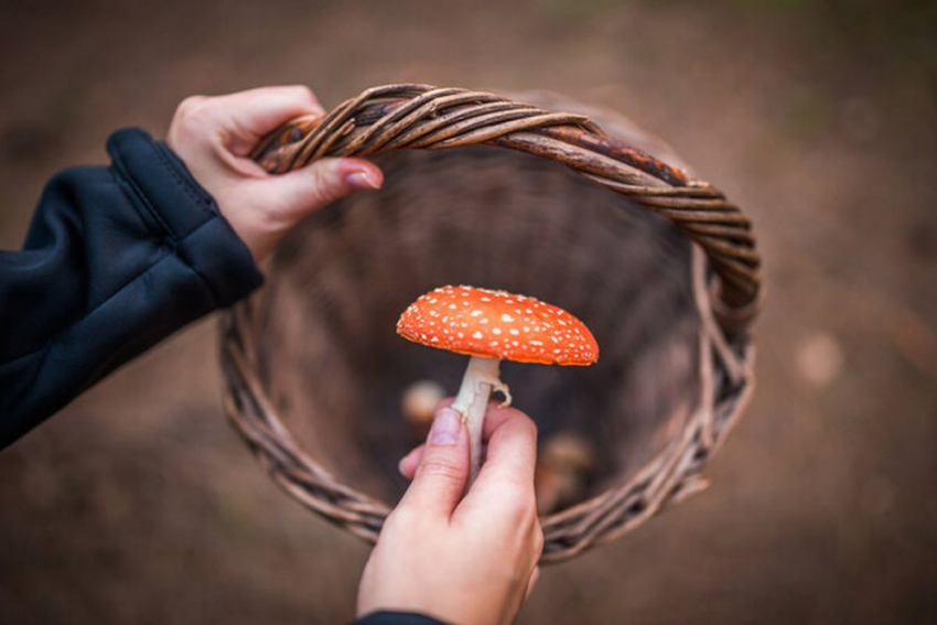 В Липецкой области зарегистрирован первый случай смертельного отравления грибами