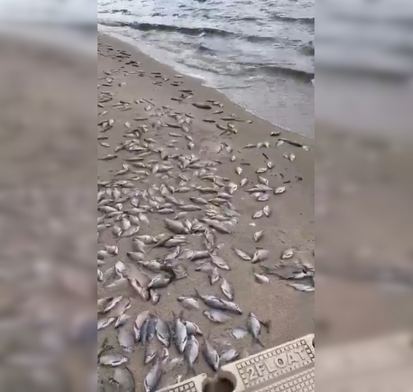 Массовую гибель рыбы в Матырском водохранилище связали с паразитами