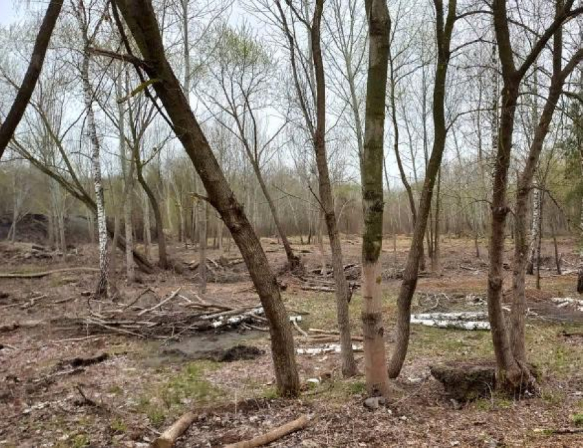 В Нижнем парке уберут срубленные деревья