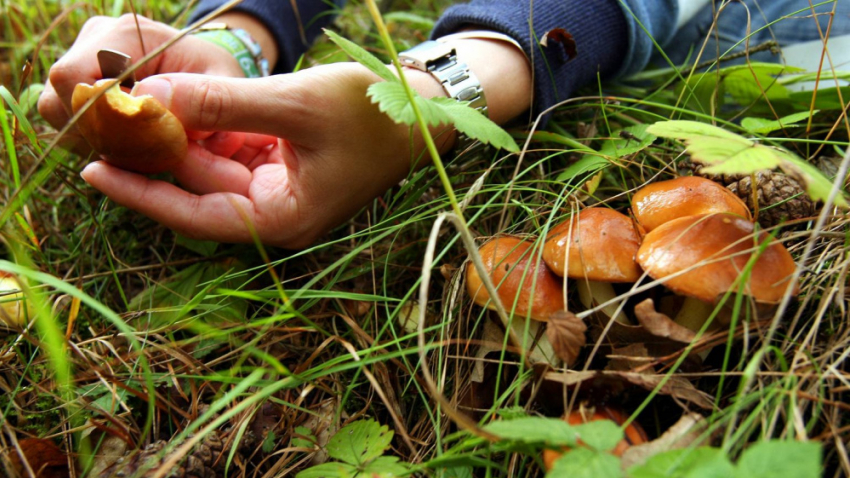В Липецкой области зарегистрирован первый случай отравления грибами